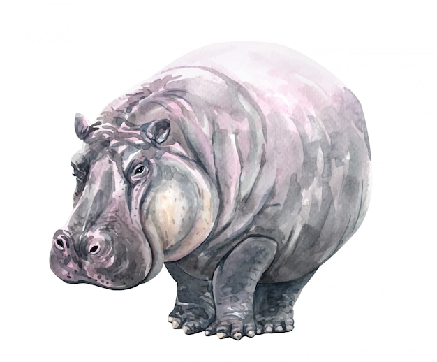 Vector watercolor hippopotamus illustration for printing.