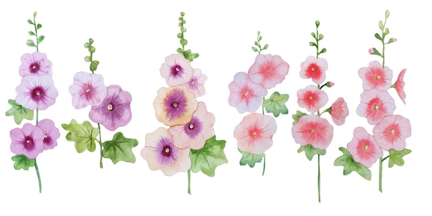 Watercolor hollyhock flowers Mallow flowers in style summer meadow