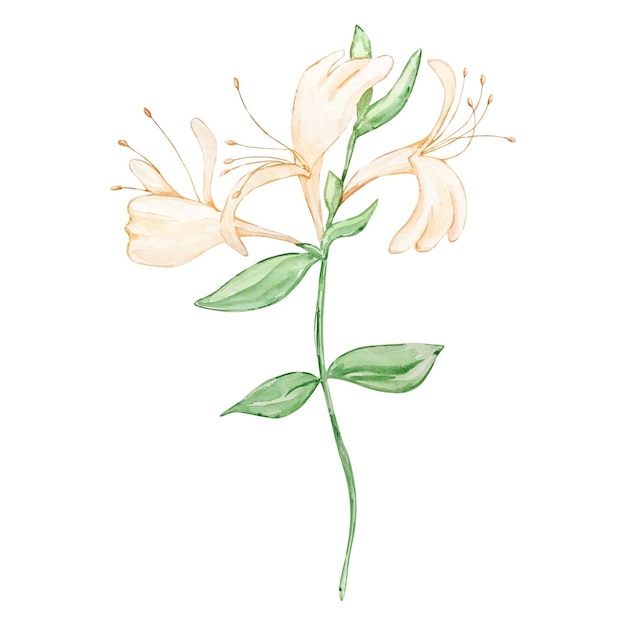 Watercolor honey sickle june month birth flower