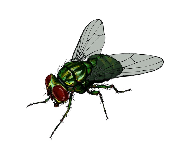 Vector watercolor housefly  on white