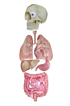 Acquerello diagramma di organi interni umani e parti fegato cuore polmone stomaco ed esofago