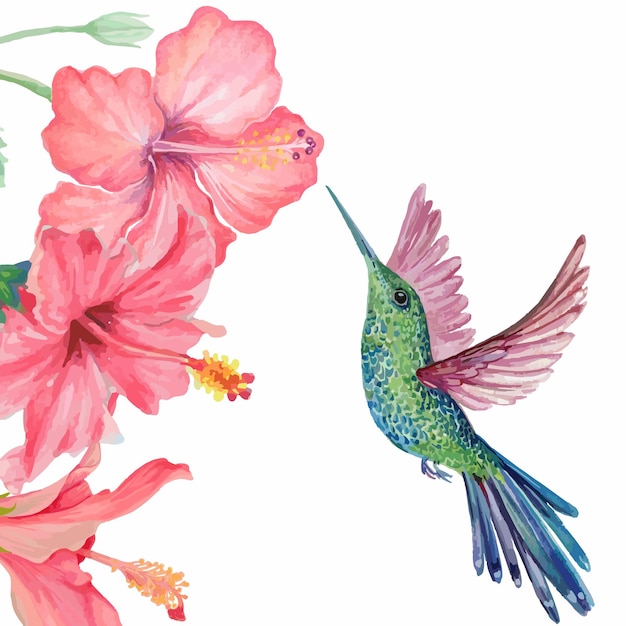 watercolor humming bird and hibiscus flower