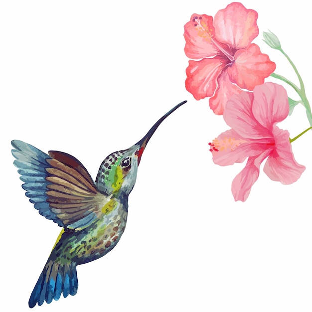 Vector watercolor humming bird and hibiscus flower