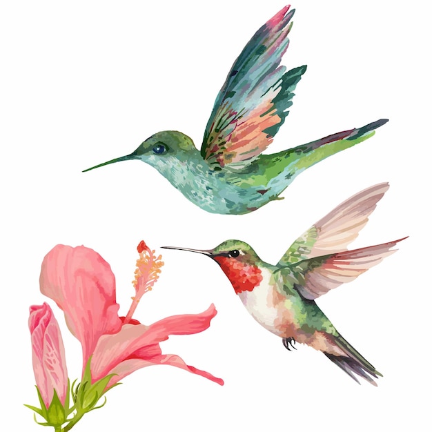 Vector watercolor humming bird and hibiscus flower