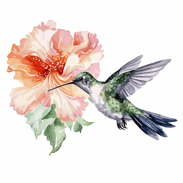 Vector watercolor hummingbird and flower