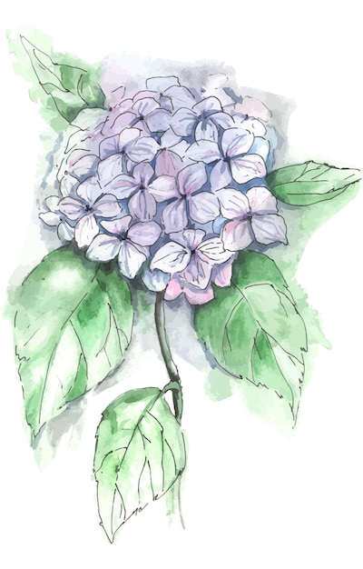 Vector watercolor hydrangea flower isolated on white background hand drawing illustration for holiday