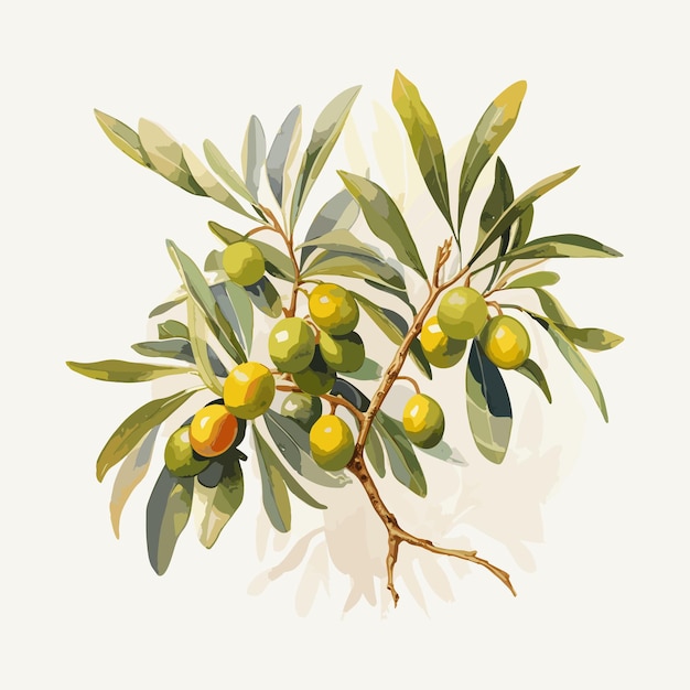 Watercolor illustration of an argan branch on a white background