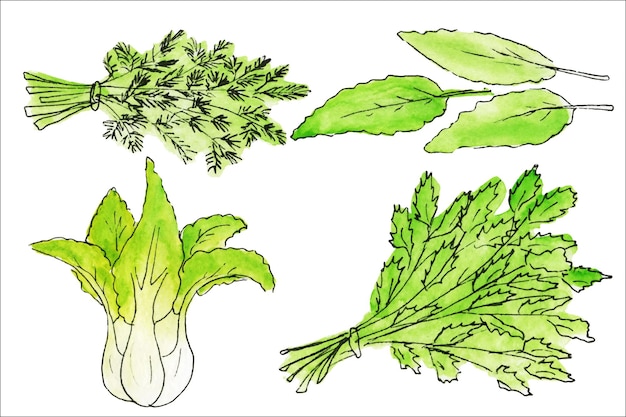 Акварельная иллюстрация Осенний урожай зеленых овощей из садаКапустатыквадыняцукки