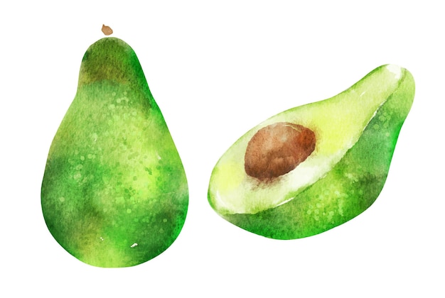 Watercolor illustration of avocado whole and half