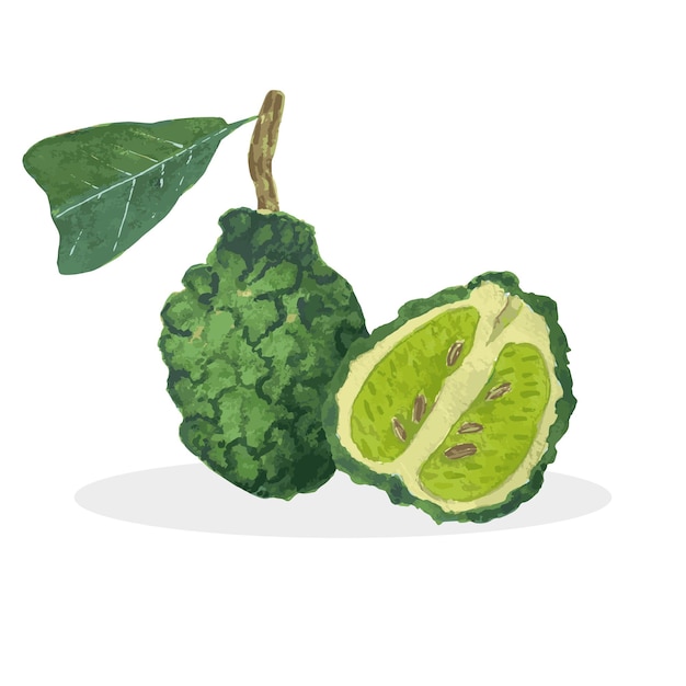 Watercolor illustration of bergamot fruit Bergamot grows on a branch with leaves