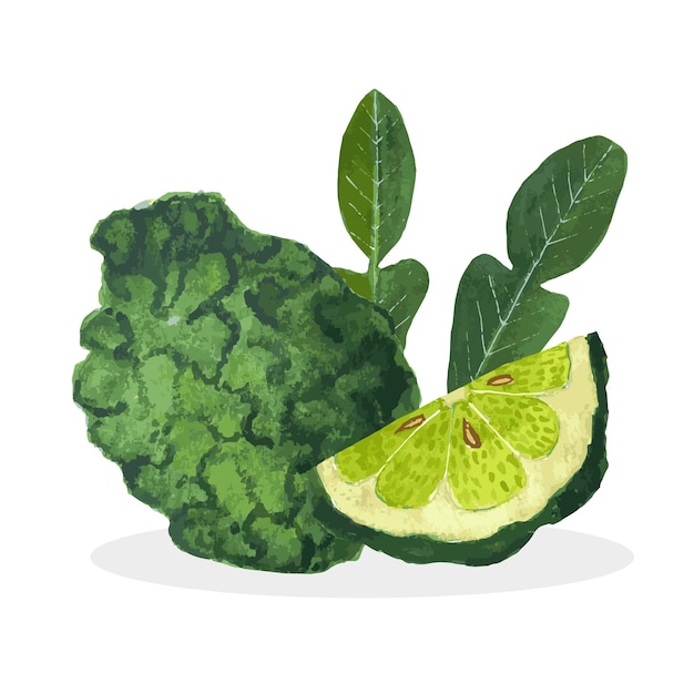 Watercolor illustration of bergamot fruit Whole bergamot and cut