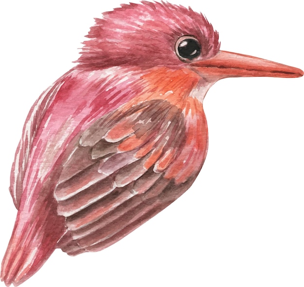 Watercolor illustration bird viva magenta.