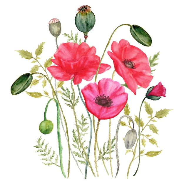 Watercolor illustration of a bouquet of poppies and green leaves.