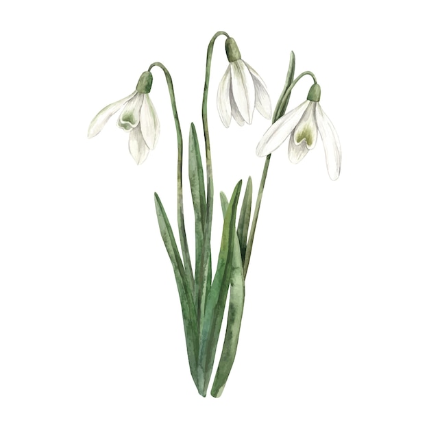watercolor illustration of a bouquet of snowdrops sketch on isolated background for greeting