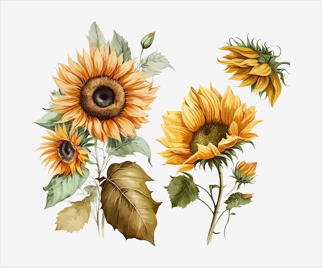 A watercolor illustration of a bouquet of sunflowers.