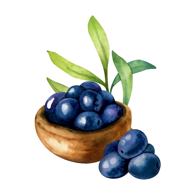 Watercolor illustration of a bowl with ripe black olives and olive branch isolated