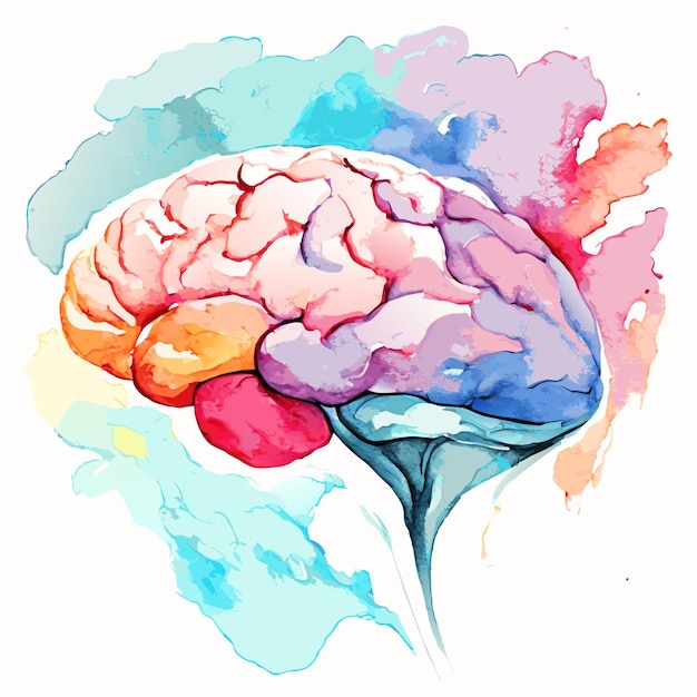 Watercolor Illustration of a Brain Vector