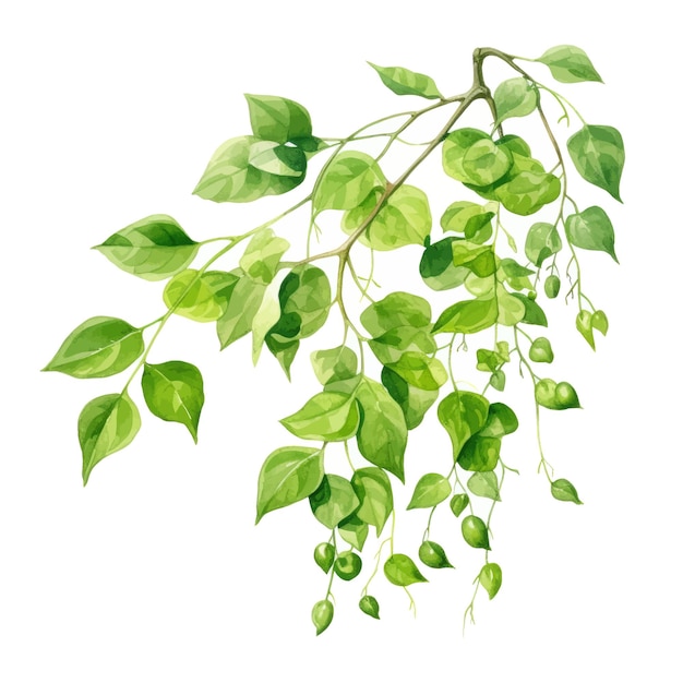 Watercolor illustration of a branch with green leaves on a white background