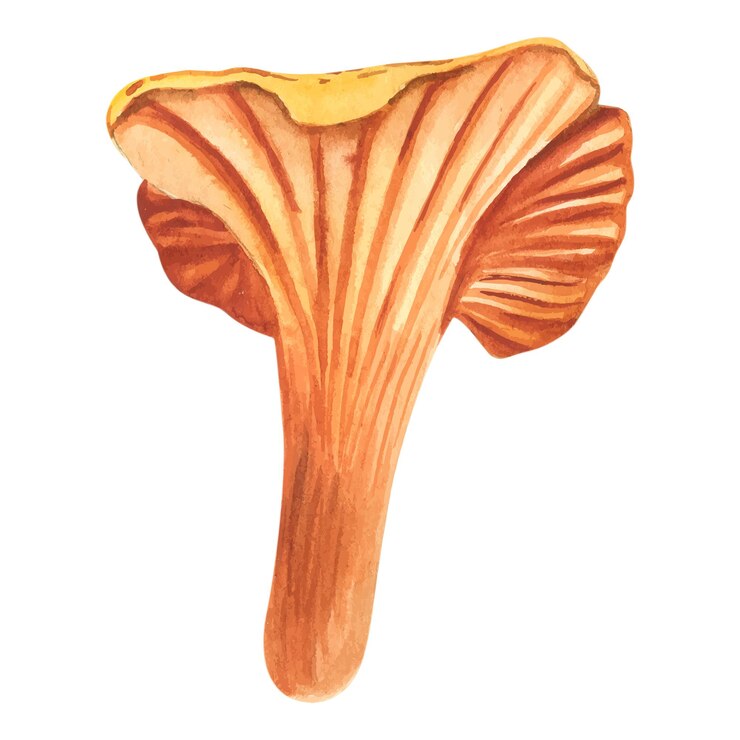 Vector watercolor illustration of chanterelle mushrooms healthy organic food vegetarian food fresh mushroom