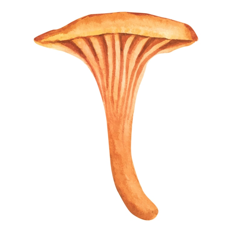 Vector watercolor illustration of chanterelle mushrooms healthy organic food vegetarian food fresh mushroom