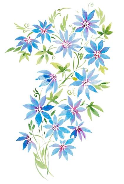 Illustrazione dell'acquerello clematide riccia pianta fiori blu e rosa ramo e foglie