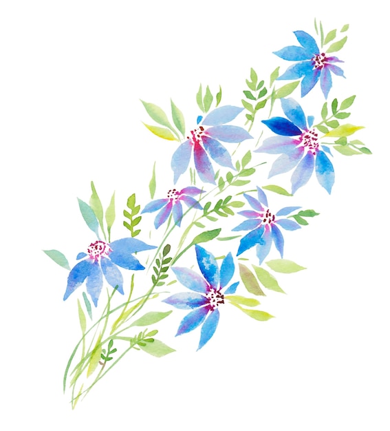 watercolor illustration curly clematis plant blue and pink flowers branch and leaves