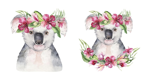 Watercolor illustration Cute Koala bear peeking out from behind the leaves of eucalyptus