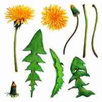 Vector watercolor illustration of dandelion set