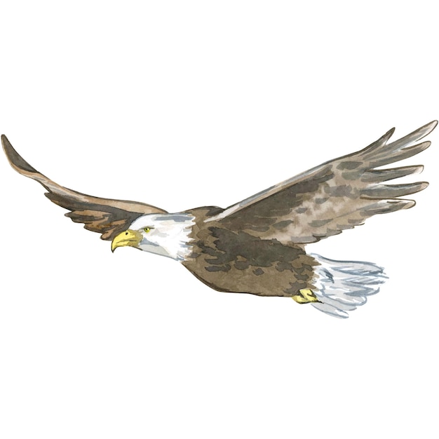 Vector watercolor illustration depicting bird eagle isolated element