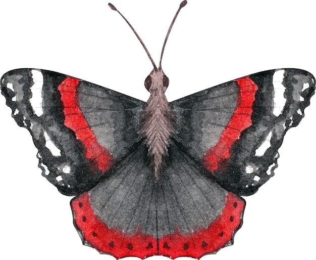 Vector watercolor illustration depicting a butterfly with black and red wings