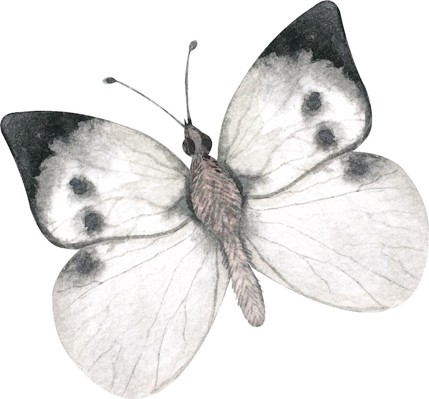 Watercolor illustration depicting a white butterfly with black spots on its wings