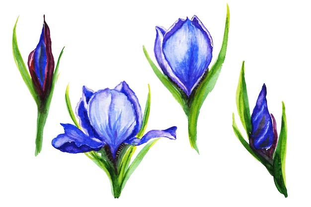 Illustrazione ad acquerello di una composizione floreale bouquet di fioriiris