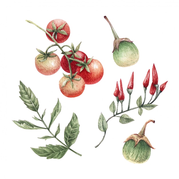 Illustrazione dell'acquerello di verdure fresche mature: pomodori, peperoncini e melanzane.