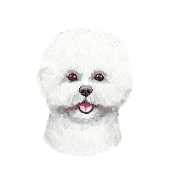 Watercolor illustration of a funny dog. Popular dog breed. Dog Bichon Frise. Hand made character isolated on white