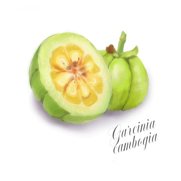 Watercolor illustration - garcinia