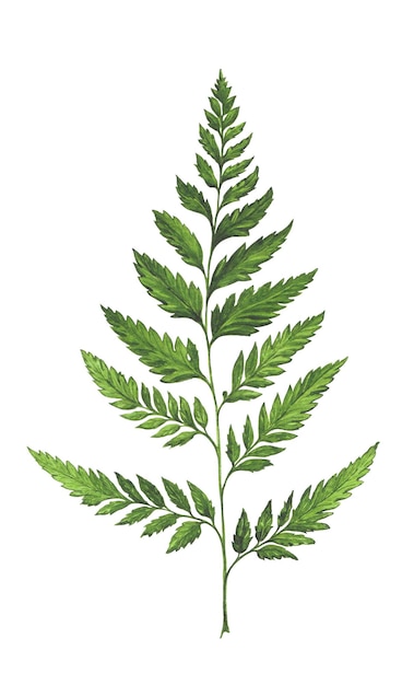 Vector watercolor illustration of green fern twig isolated on white background decor element botanical