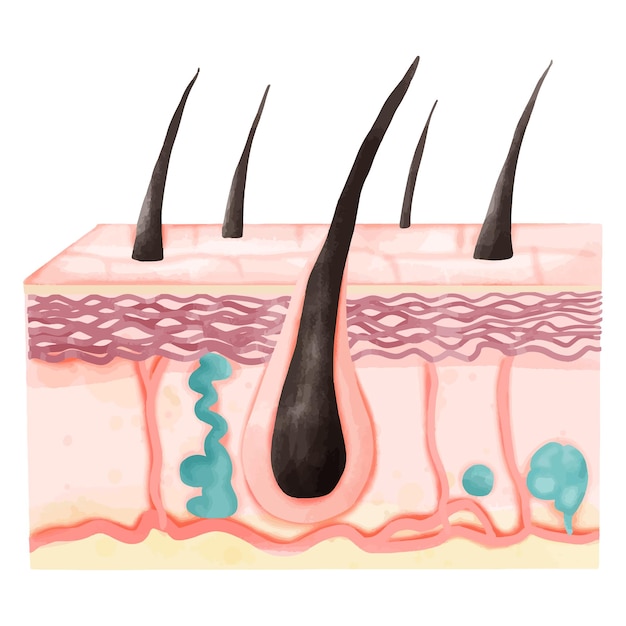 Watercolor Illustration of Hair Follicle with Skin Layers and Sweat Glands