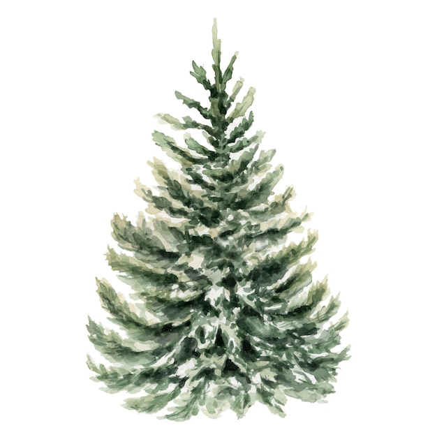 Watercolor illustration of a hand drawn spruce