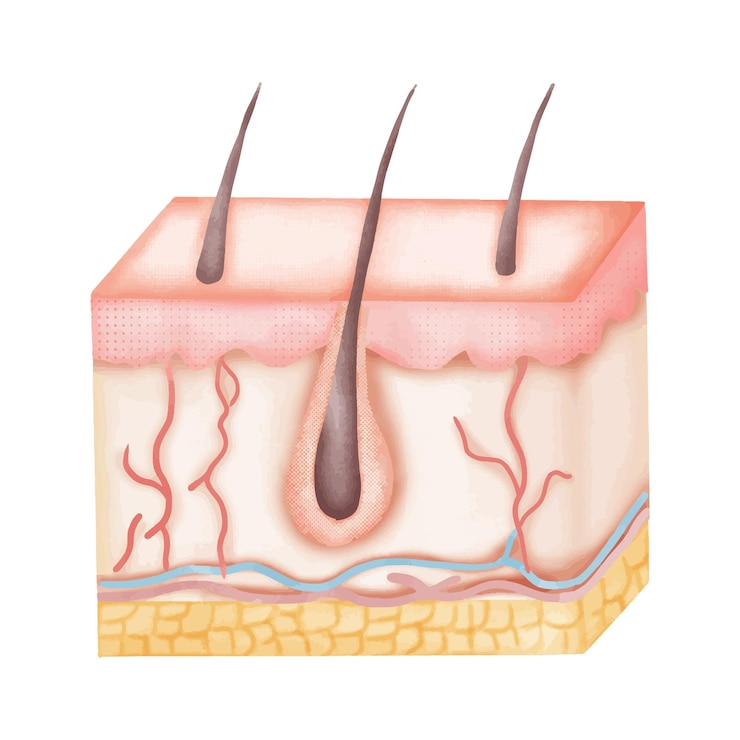 Vector watercolor illustration of human skin anatomy with hair follicles