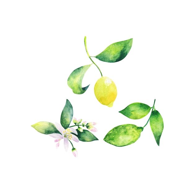 Watercolor illustration of a lemon branch with leaves and citrus