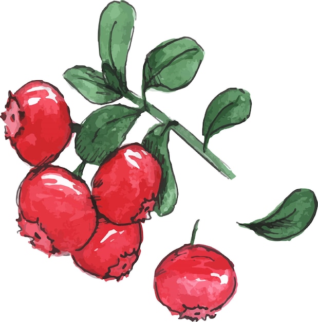 Watercolor illustration of lingonberries leaves on branches