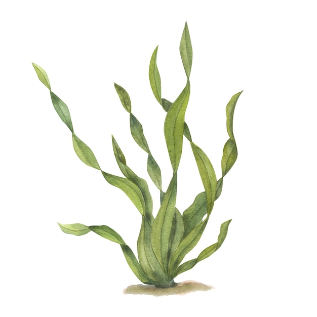 Watercolor illustration of marine flora Kelp laminaria algae seaweed weed plant