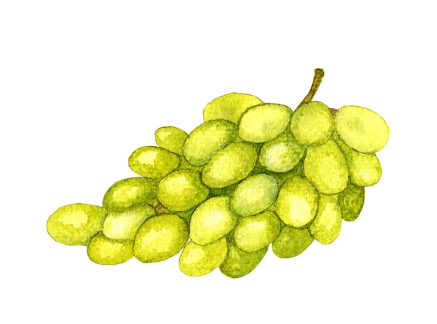 Watercolor illustration of muscat grape