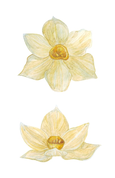 흰색 배경에 고립 된 수선화 꽃의 수채화 그림 섬세한 꽃