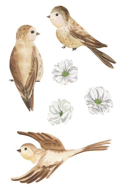 Watercolor illustration of nightingale bird in three poses