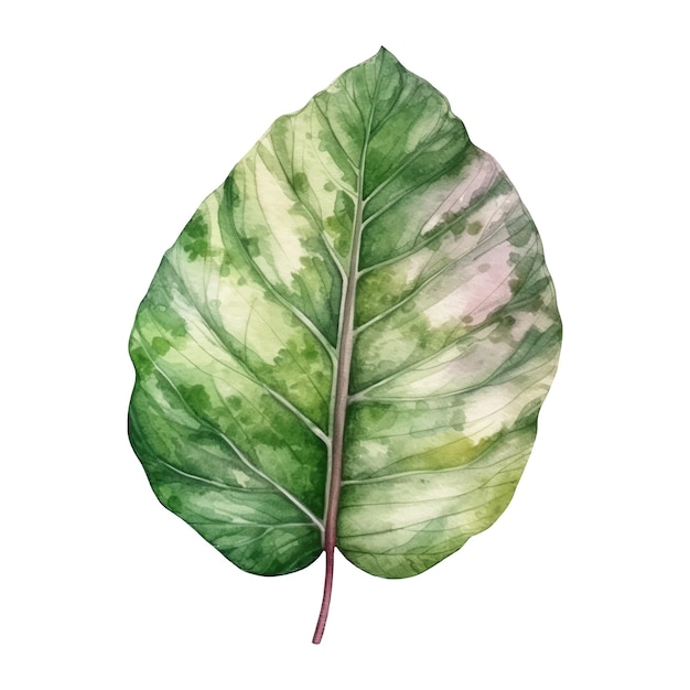 ベクトル 熱帯の葉の水彩画 アイイラスト