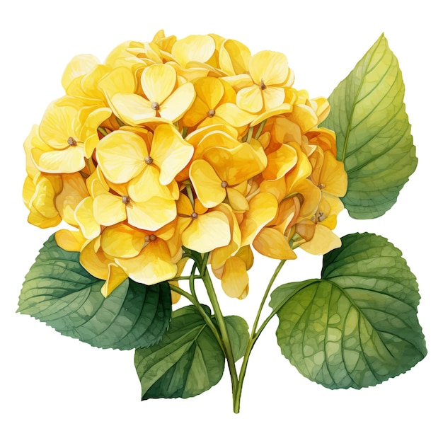 ベクトル 白い背景に分離された黄色のアジサイの花の水彩イラスト 生成 ai