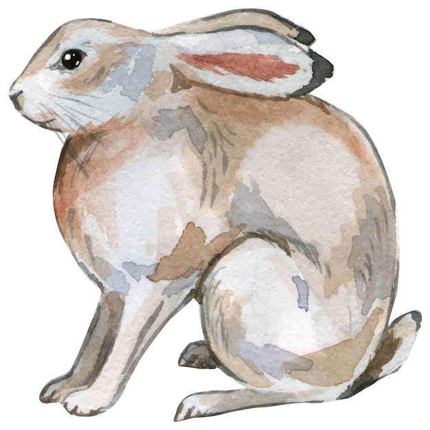 토끼 고립 된 요소의 수채화 그림