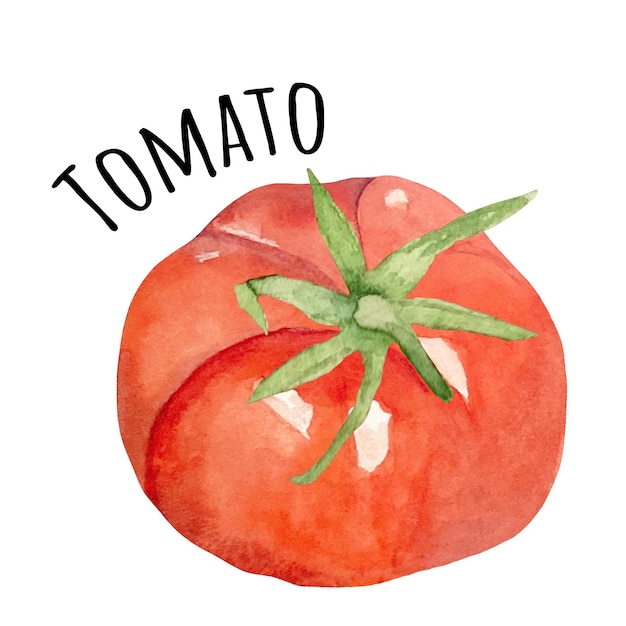 Акварельная иллюстрация красного помидора свежие сырые овощи иллюстрация любителя помидоров