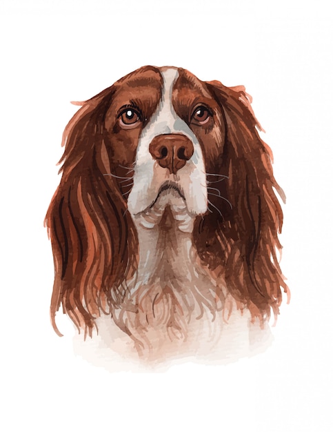 Watercolor illustration of a popular dog breed illustration